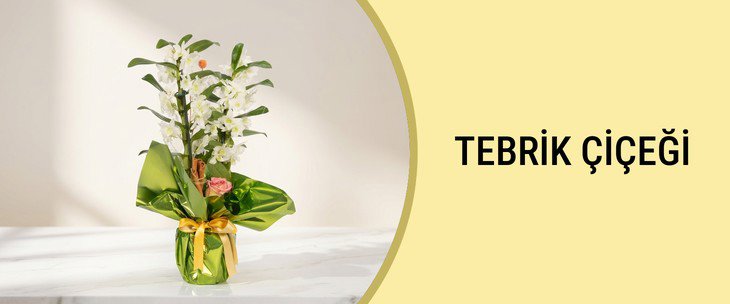 TEBRİK ÇİÇEĞİ