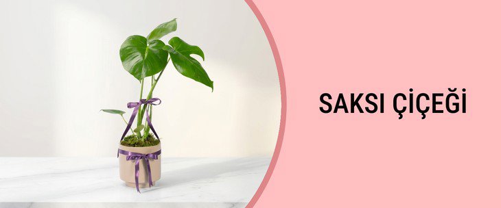 SAKSI ÇİÇEĞİ